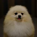 kazz44