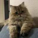 ぴょん