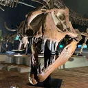 artemisP.にゃ〜🐈