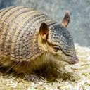 くるくるエレナ