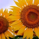 🌻ひまわり