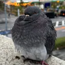 たかさきっぽ(むげ)