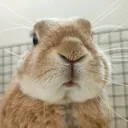おやぶん