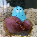 アジ
