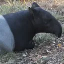 スレイマン☪️