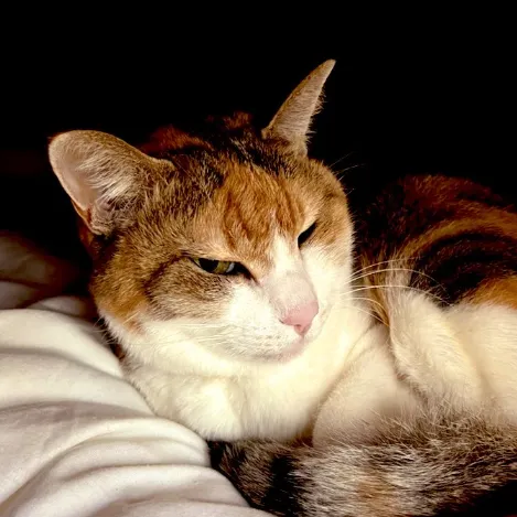 うえこ🐈‍⬛