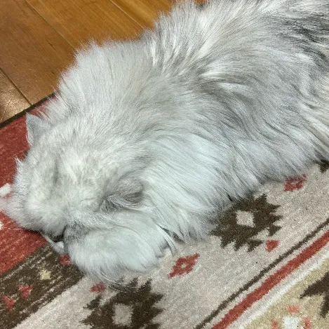 氷月/☃︎