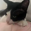 パパンポリン