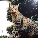 もすけ