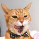 かるかん