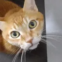 かるかん