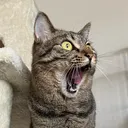 グリセリン(本多ねこ子)