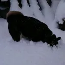 愛犬大好きなジルバ