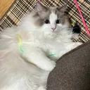 たゆたう