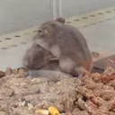 さくら
