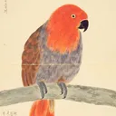 mピヨ
