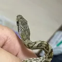 绀