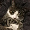 は