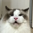 こーら