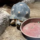 なきすた