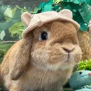 かもめ
