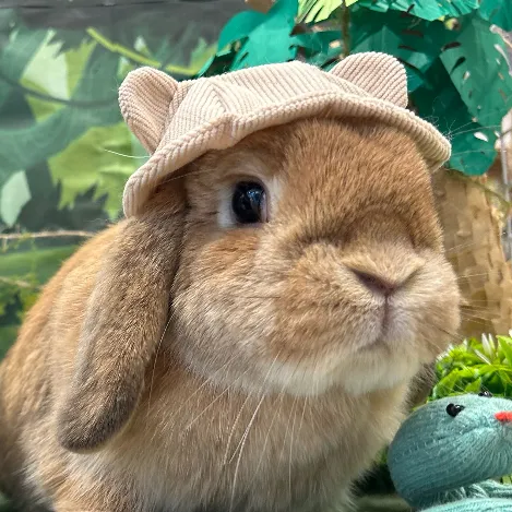 かもめ