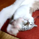 いがたろ
