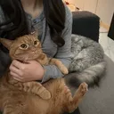 たかはし