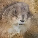 プレーリー鏑木@お暇中