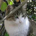 立夏