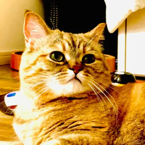 なまけものと猫