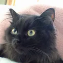 かのん