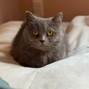 たらお
