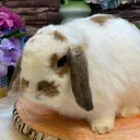 みえこ