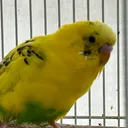 れもん