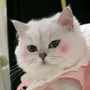清水愛美