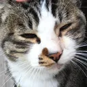 モカコロネ@ゆーりんちー観測者