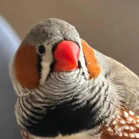 ヒサギ