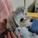 まめあり