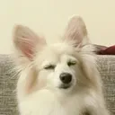 フランソワ
