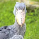 河馬