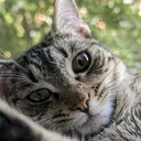 Rafa