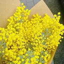 ミモザ