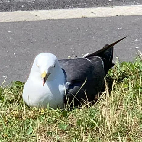 あいづ2世