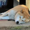 アロエ
