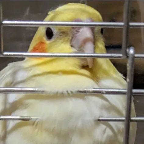 のこ