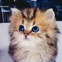 ひりう