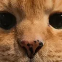 ぽっぽ