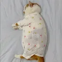 ねこちあん