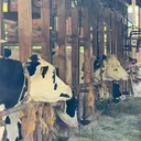 梅干しせんべい